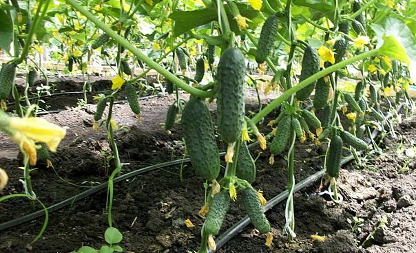 การให้น้ำแตงกวาแบบหยด