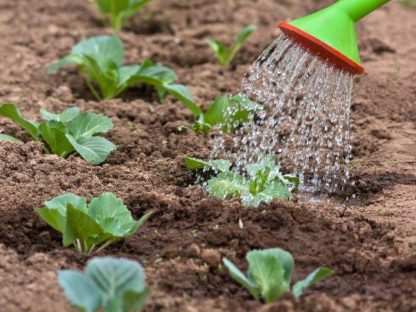 การรดน้ำกะหล่ำปลี