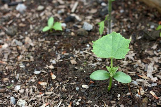 ต้นกล้าแตงกวา