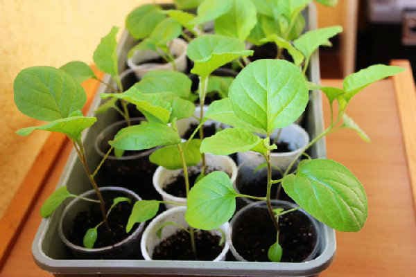 มะเขือม่วงเวร่า