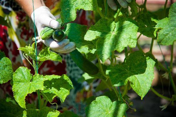 การเก็บแตงกวา