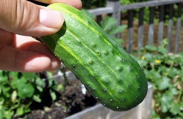 แตงกวาสุก