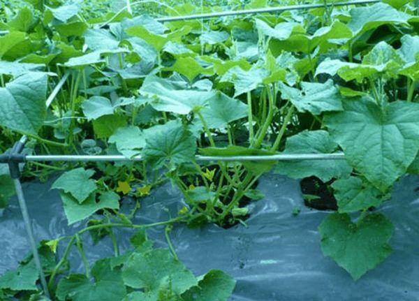 วัสดุคลุม