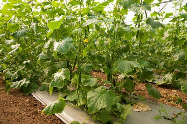 ต้นแตงกวา