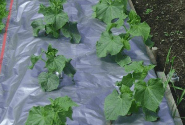 ลูกผสมใต้ฟิล์ม