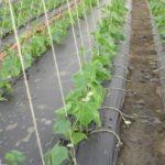 ผักใต้ฟิล์ม