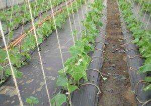 วิธีการปลูกแตงกวาในพื้นที่โล่งภายใต้ฟิล์ม: เวลาและเทคโนโลยีการเพาะปลูก