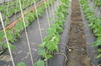 ผักใต้ฟิล์ม