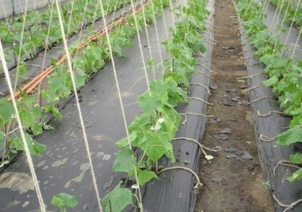 ผักใต้ฟิล์ม