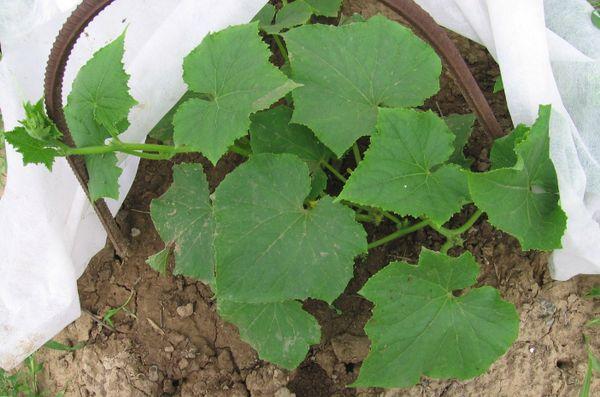 การกำจัดวัชพืชในแตงกวา