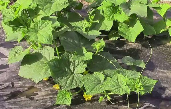 การปลูกแตงกวา