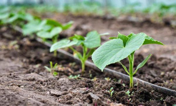 แตงกวาในดิน