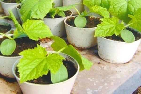 ต้นกล้าเริ่มเปลี่ยนเป็นสีเหลือง