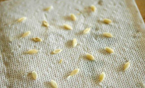 เมล็ดแตงกวา