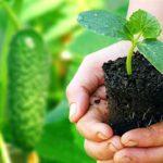 แตงกวาอ่อน