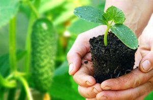 Comment planter correctement les plants de concombre à la maison et avec quoi les nourrir