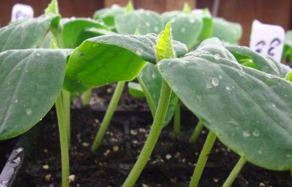 การย้ายปลูก