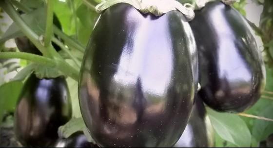 มะเขือม่วงเวร่า