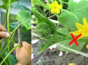 แผนผังการตัดกิ่งข้างของแตงกวาและวิธีการตัดที่ถูกต้องสำหรับผู้เริ่มต้น