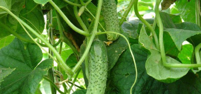 แตงกวามาชา