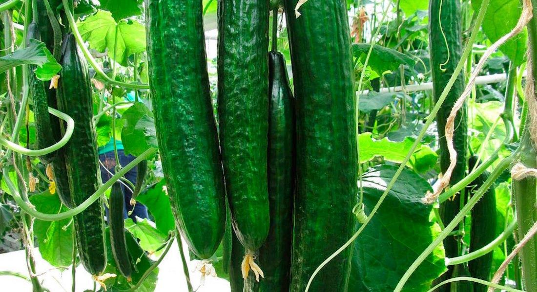 แตงกวาจีน