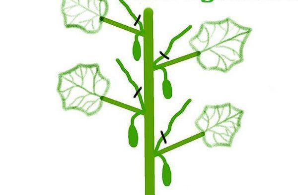 Modèle de pincement