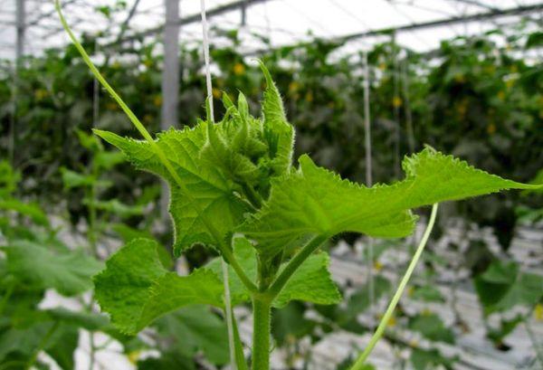 Concombres dans une serre