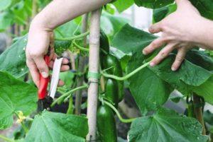Comment pincer les concombres dans une serre : un guide étape par étape