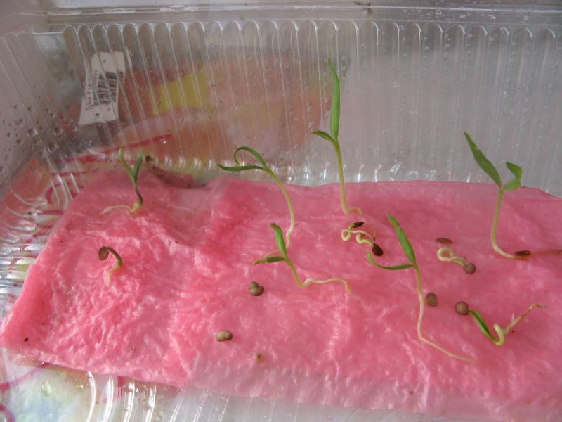 เมล็ดที่งอกแล้ว