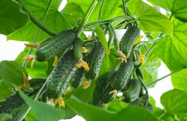 พวงแตงกวา