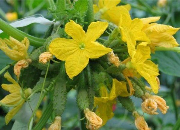 การก่อตัวของแตงกวา