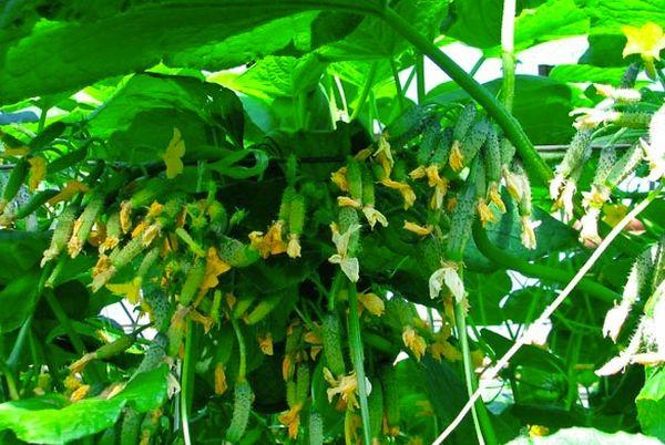 การปลูกพืชลูกผสม