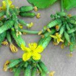 ผลแตงกวา