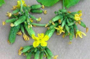 ลักษณะและลักษณะของพันธุ์แตงกวาพวงที่ดีที่สุดและวิธีการปลูก