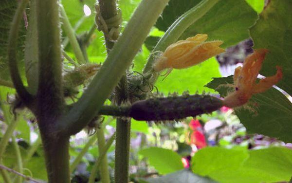 ต้นแตงกวา