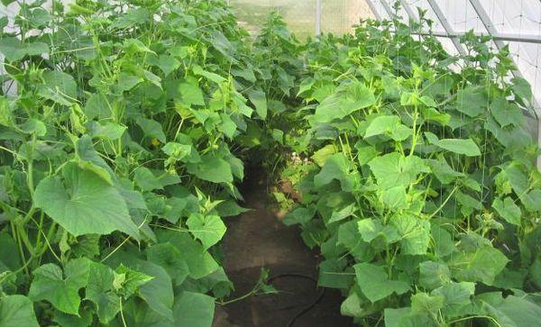 แตงกวาในเรือนกระจก