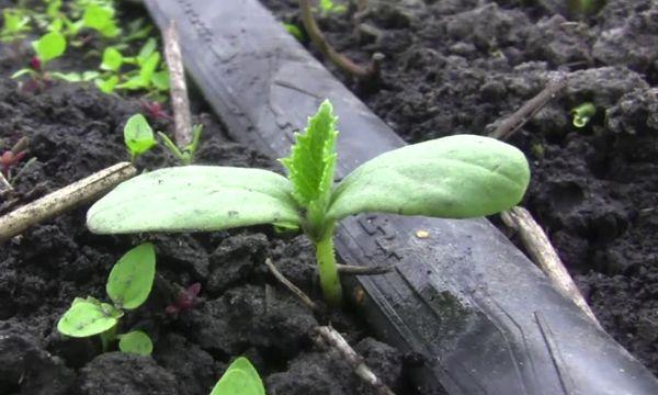 ต้นกล้าในดิน