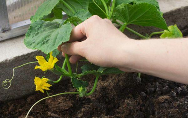 การสร้างรังไข่