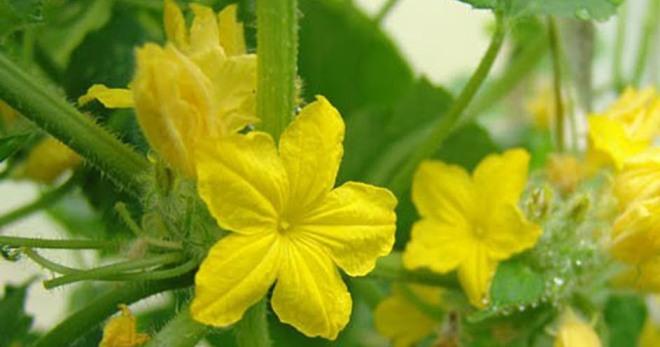 Que faire si mes concombres sont stériles ?