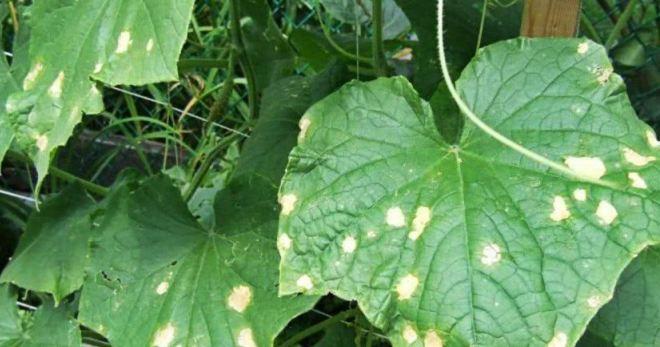 จุดบนใบแตงกวา