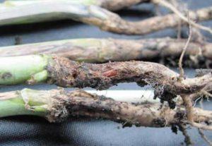 วิธีป้องกันขาดำในกะหล่ำปลีและสิ่งที่ควรทำเพื่อรักษา