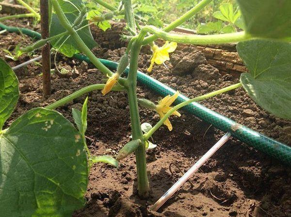 รากเน่า