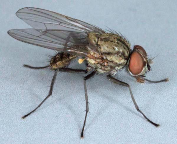 แมลงวันงอก