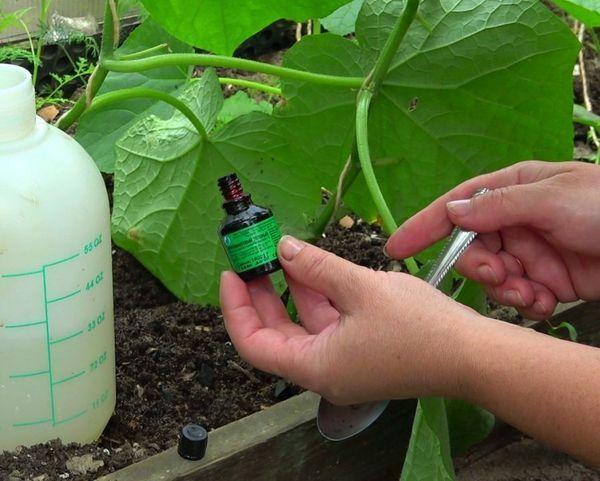 vert brillant pour le traitement