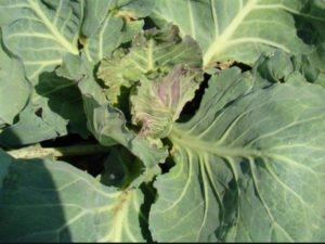 สาเหตุที่กะหล่ำปลีไม่โตและวิธีแก้ไข รวมถึงข้อผิดพลาดในการดูแล