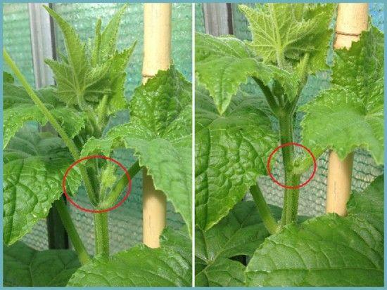 pincer les concombres