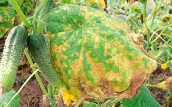 จุดสนิม