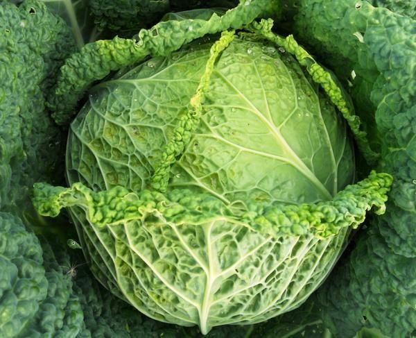 กะหล่ำปลีซาวอย