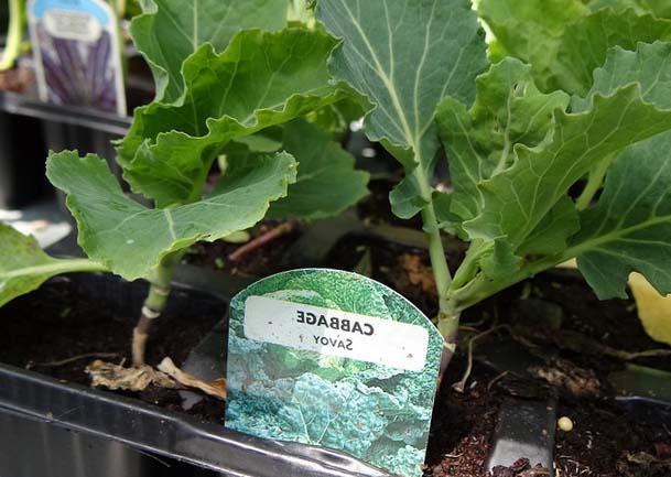 กะหล่ำปลีซาวอย