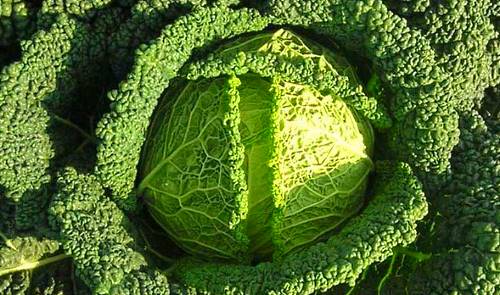 กะหล่ำปลีซาวอย